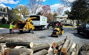 Best Stump Grinding and Removal  in Mcmechen, WV